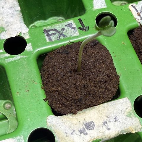 Fx3 growlog timeline photo