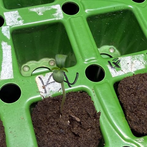 Kacklesnatch growlog timeline photo
