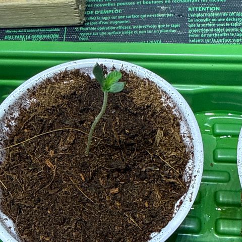 Falcone growlog timeline photo