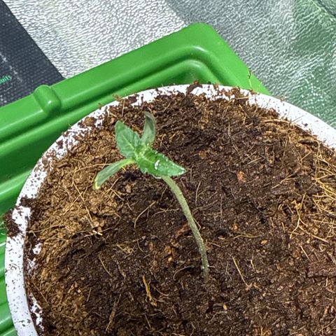 Laser Fuel growlog timeline photo