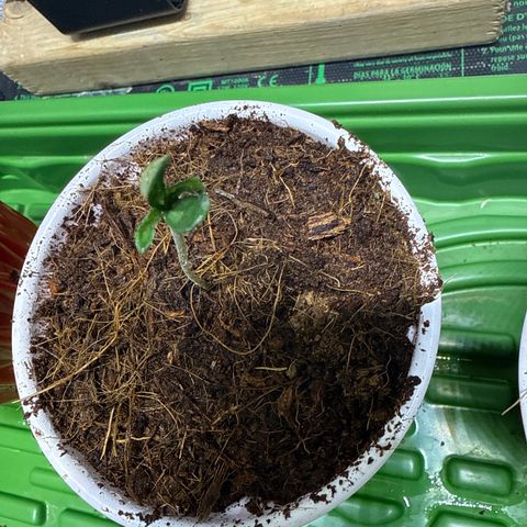 Fx3 growlog timeline photo