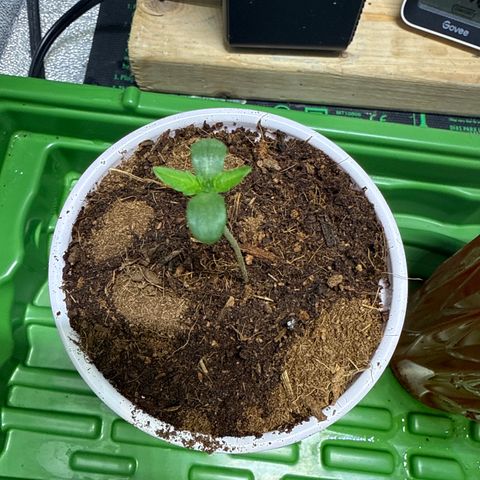 Kacklesnatch growlog timeline photo