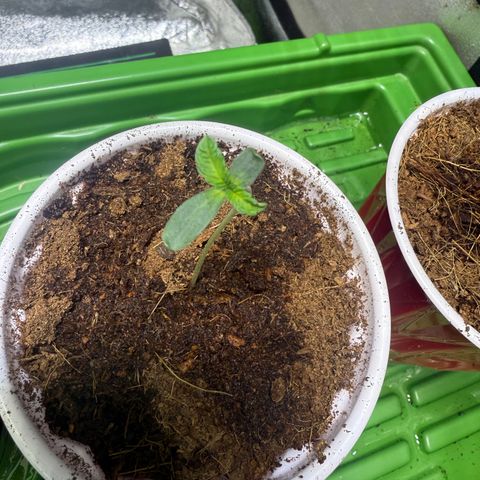 Falcone growlog timeline photo