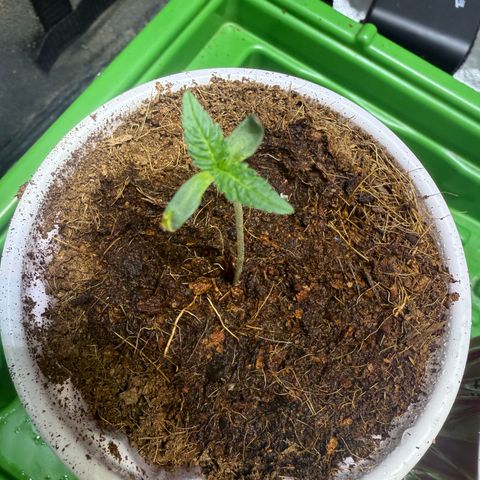 Laser Fuel growlog timeline photo