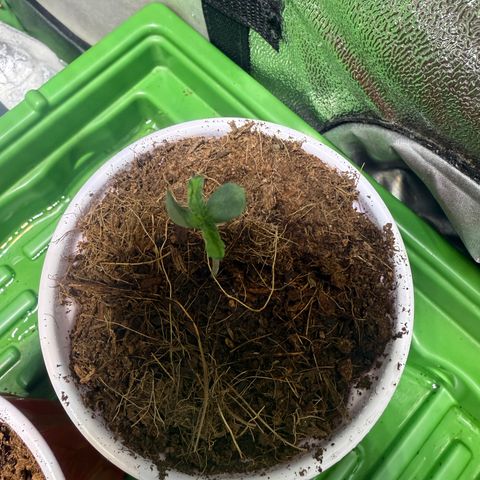 Fx3 growlog timeline photo