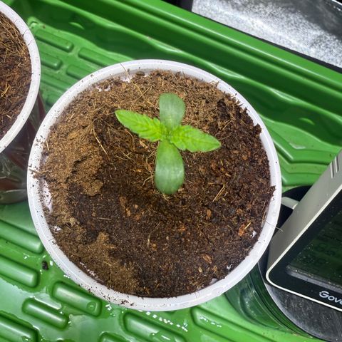 Kacklesnatch growlog timeline photo