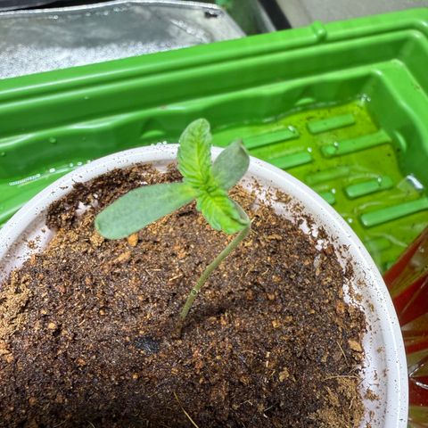 Falcone growlog timeline photo