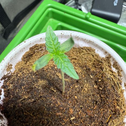 Laser Fuel growlog timeline photo