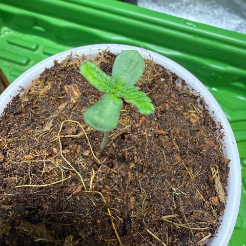 Fx3 growlog timeline photo