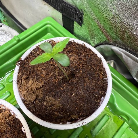 Kacklesnatch growlog timeline photo