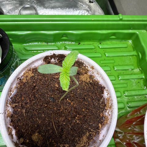 Falcone growlog timeline photo