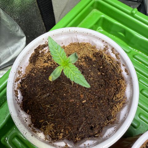 Laser Fuel growlog timeline photo
