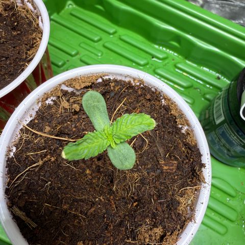 Fx3 growlog timeline photo