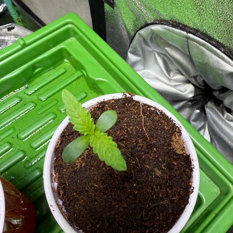 Kacklesnatch growlog timeline photo