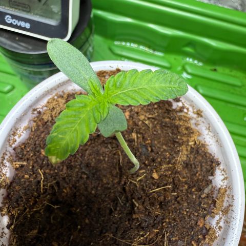 Falcone growlog timeline photo