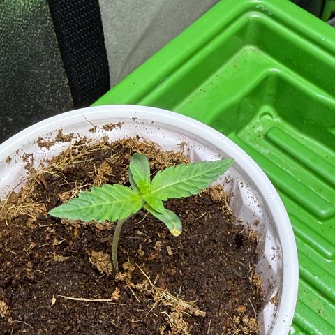 Laser Fuel growlog timeline photo