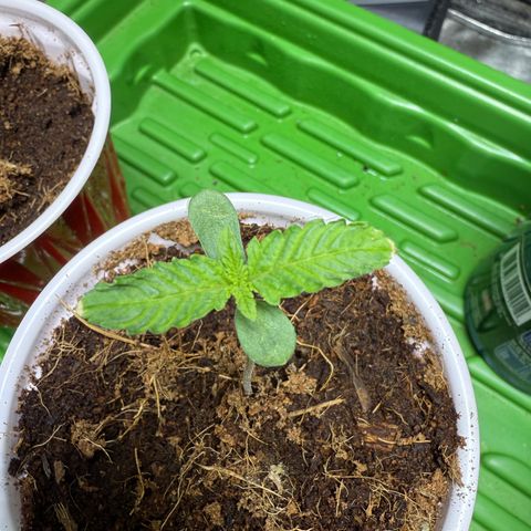 Fx3 growlog timeline photo