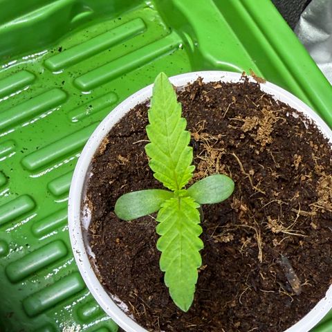 Kacklesnatch growlog timeline photo