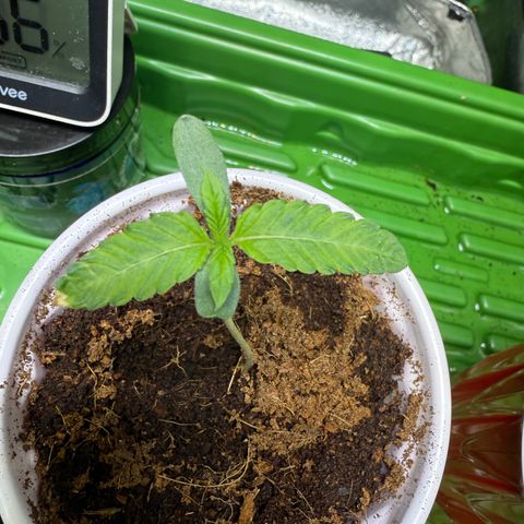 Falcone growlog timeline photo