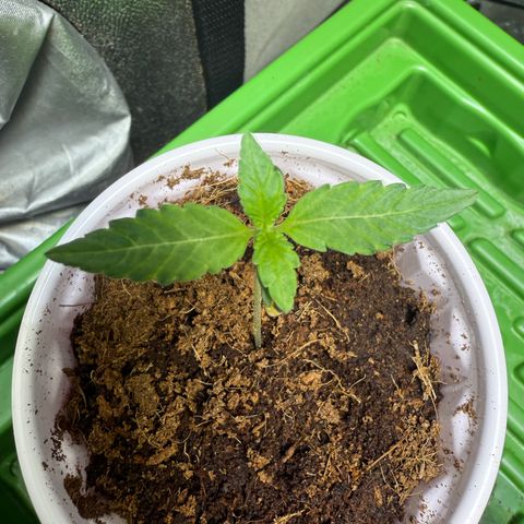 Laser Fuel growlog timeline photo