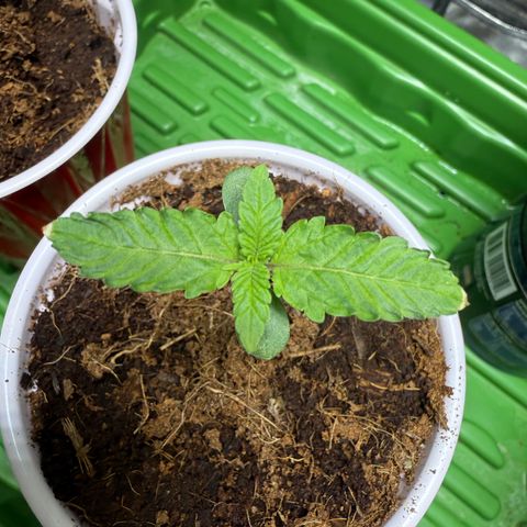 Fx3 growlog timeline photo