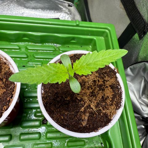 Kacklesnatch growlog timeline photo