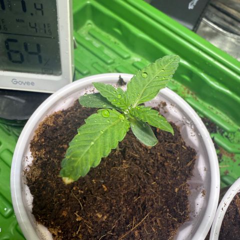 Falcone growlog timeline photo