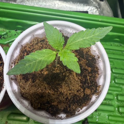 Laser Fuel growlog timeline photo