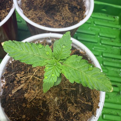 Fx3 growlog timeline photo