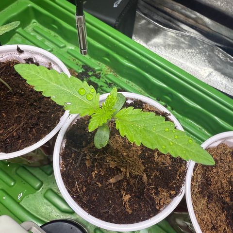 Kacklesnatch growlog timeline photo