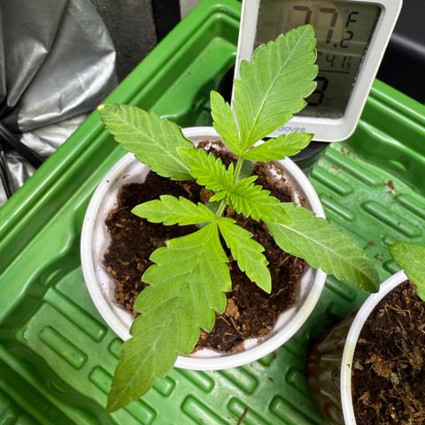 Falcone growlog timeline photo