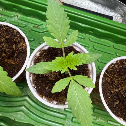 Laser Fuel growlog timeline photo