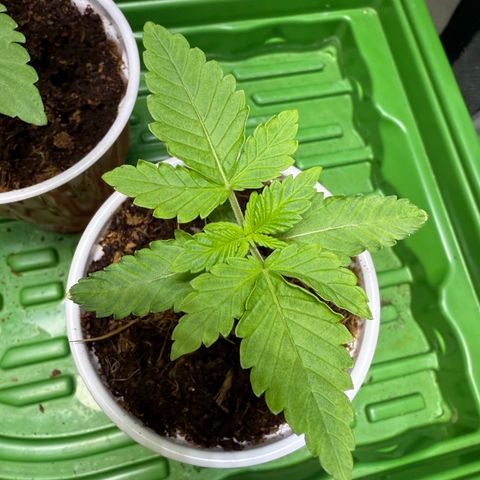 Fx3 growlog timeline photo