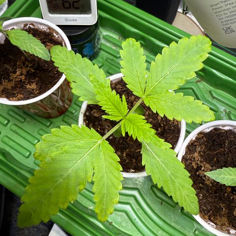 Kacklesnatch growlog timeline photo