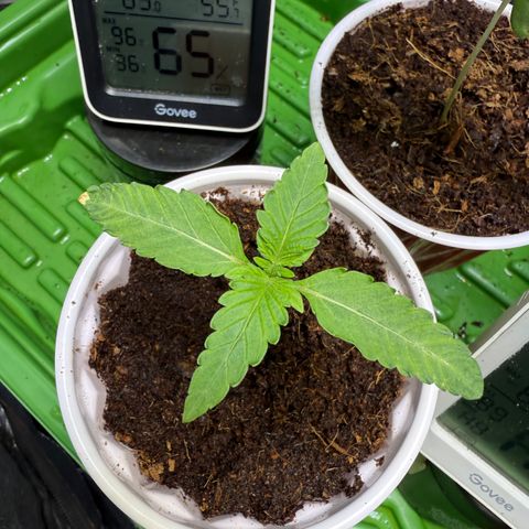 Falcone growlog timeline photo