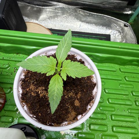 Laser Fuel growlog timeline photo