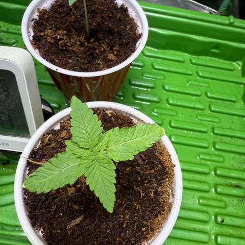 Fx3 growlog timeline photo