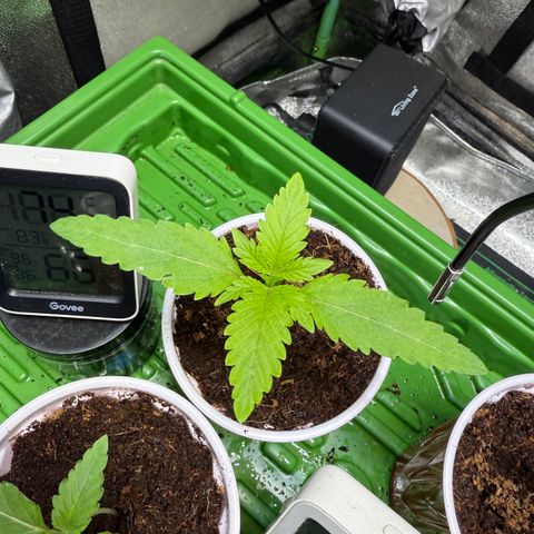 Kacklesnatch growlog timeline photo