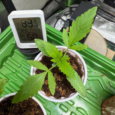 Falcone growlog timeline photo