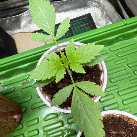Laser Fuel growlog timeline photo