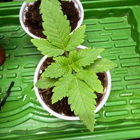 Fx3 growlog timeline photo