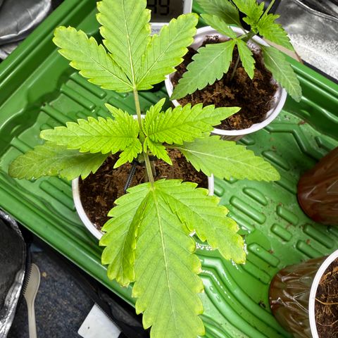 Kacklesnatch growlog timeline photo