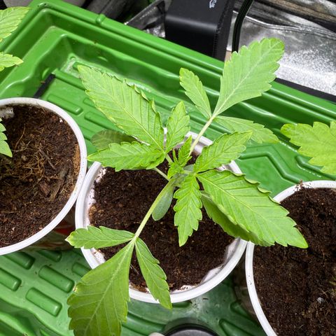 Falcone growlog timeline photo