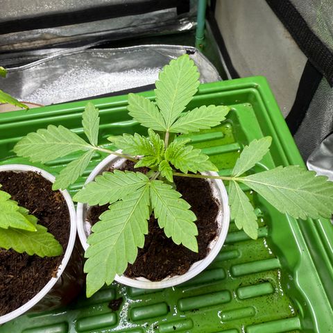 Laser Fuel growlog timeline photo