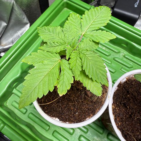 Fx3 growlog timeline photo