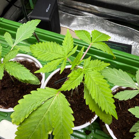 Kacklesnatch growlog timeline photo