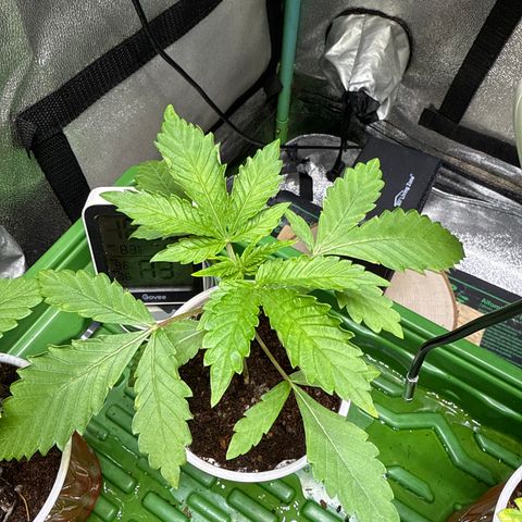 Falcone growlog timeline photo