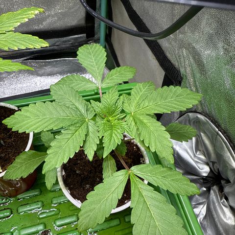 Laser Fuel growlog timeline photo