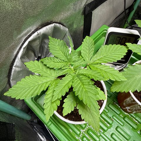 Fx3 growlog timeline photo