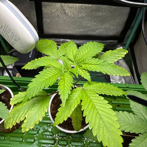 Kacklesnatch growlog timeline photo